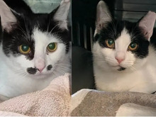 SCHWESTERCHEN, Katze, Europäisch Kurzhaar in Hamburg - Bild 2