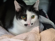 SCHWESTERCHEN, Katze, Europäisch Kurzhaar in Hamburg - Bild 3