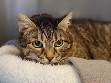 PAULA, Katze, Europäisch Kurzhaar in Hamburg - Bild 1