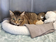 PAULA, Katze, Europäisch Kurzhaar in Hamburg - Bild 2