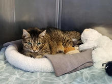 PAULA, Katze, Europäisch Kurzhaar in Hamburg - Bild 3