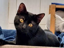 GÜNNI, Katze, Europäisch Kurzhaar in Hamburg - Bild 1