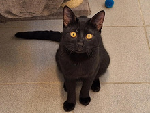 GÜNNI, Katze, Europäisch Kurzhaar in Hamburg - Bild 2