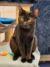GÜNNI, Katze, Europäisch Kurzhaar in Hamburg - Bild 3
