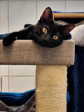 GÜNNI, Katze, Europäisch Kurzhaar in Hamburg - Bild 4
