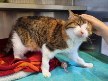 PEACHY, Katze, Europäisch Kurzhaar in Hamburg - Bild 2