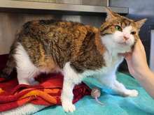 PEACHY, Katze, Europäisch Kurzhaar in Hamburg - Bild 3