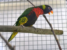 CALIMERO, Vogel, Regenbogenlori in Hamburg - Bild 2