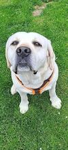 TACO, Hund, Labrador Retriever in Utting - Bild 1