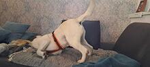 TACO, Hund, Labrador Retriever in Utting - Bild 2