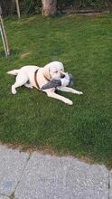 TACO, Hund, Labrador Retriever in Utting - Bild 3