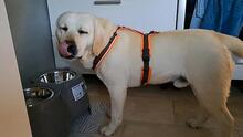 TACO, Hund, Labrador Retriever in Utting - Bild 4