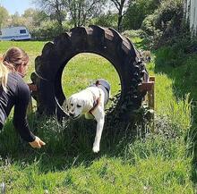 TACO, Hund, Labrador Retriever in Utting - Bild 5