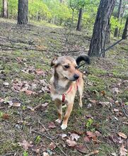 MONTY, Hund, Mischlingshund in Polen - Bild 1