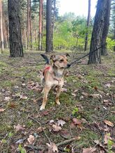 MONTY, Hund, Mischlingshund in Polen - Bild 2