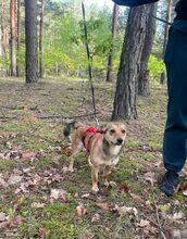 MONTY, Hund, Mischlingshund in Polen - Bild 3