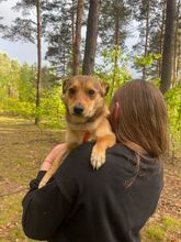 MONTY, Hund, Mischlingshund in Polen - Bild 5