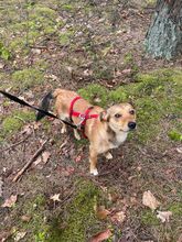MONTY, Hund, Mischlingshund in Polen - Bild 6