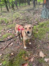 MONTY, Hund, Mischlingshund in Polen - Bild 7