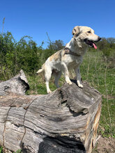 SUNNY, Hund, Mischlingshund in Rumänien - Bild 1