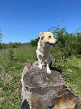SUNNY, Hund, Mischlingshund in Rumänien - Bild 10