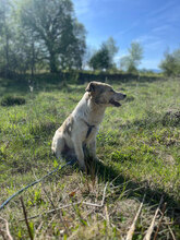 SUNNY, Hund, Mischlingshund in Rumänien - Bild 11