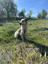 SUNNY, Hund, Mischlingshund in Rumänien - Bild 2