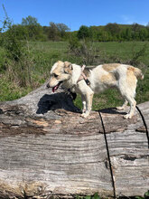 SUNNY, Hund, Mischlingshund in Rumänien - Bild 4