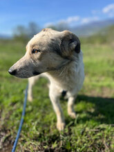SUNNY, Hund, Mischlingshund in Rumänien - Bild 5