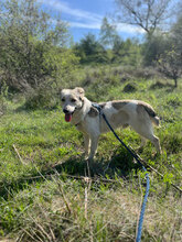 SUNNY, Hund, Mischlingshund in Rumänien - Bild 6