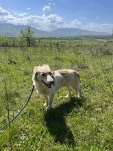 SUNNY, Hund, Mischlingshund in Rumänien - Bild 7