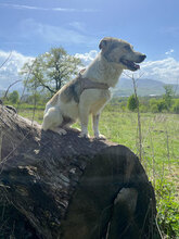 SUNNY, Hund, Mischlingshund in Rumänien - Bild 9