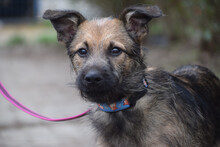 JAMIE, Hund, Mischlingshund in Ungarn - Bild 1