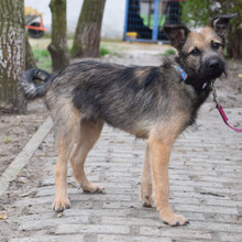 JAMIE, Hund, Mischlingshund in Ungarn - Bild 2