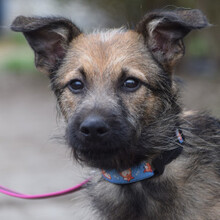JAMIE, Hund, Mischlingshund in Ungarn - Bild 3