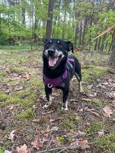 MORIS, Hund, Mischlingshund in Polen - Bild 1