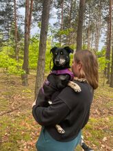 MORIS, Hund, Mischlingshund in Polen - Bild 11