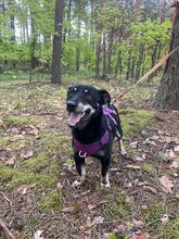 MORIS, Hund, Mischlingshund in Polen - Bild 2