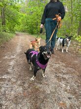 MORIS, Hund, Mischlingshund in Polen - Bild 3