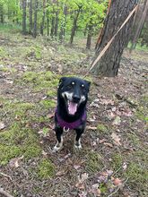 MORIS, Hund, Mischlingshund in Polen - Bild 5