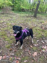 MORIS, Hund, Mischlingshund in Polen - Bild 6