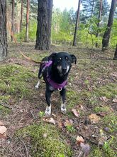 MORIS, Hund, Mischlingshund in Polen - Bild 7
