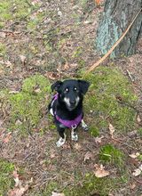 MORIS, Hund, Mischlingshund in Polen - Bild 8