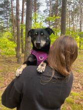 MORIS, Hund, Mischlingshund in Polen - Bild 9