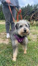 CYPISEK, Hund, Mischlingshund in Polen - Bild 1