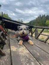 CYPISEK, Hund, Mischlingshund in Polen - Bild 2