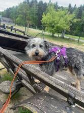 CYPISEK, Hund, Mischlingshund in Polen - Bild 3
