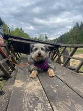 CYPISEK, Hund, Mischlingshund in Polen - Bild 4