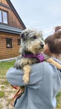 CYPISEK, Hund, Mischlingshund in Polen - Bild 7