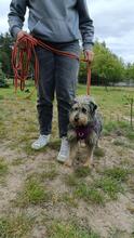 CYPISEK, Hund, Mischlingshund in Polen - Bild 8
